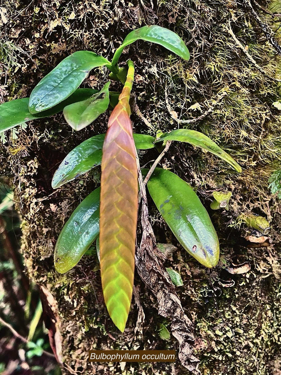 Bulbophyllum occultum Thouars.orchidaceae.endémique Madagascar.Comores.Mascareignes..jpeg