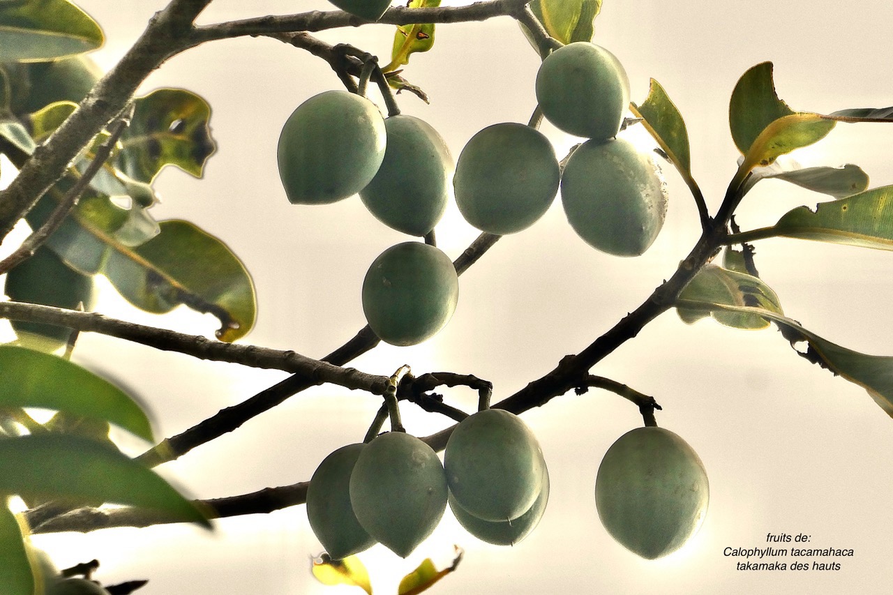 Calophyllum tacamahaca .takamaka.takamaka des hauts.( fruits ) clusiaceae .endémique Réunion Maurice.jpeg