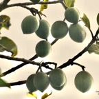 Calophyllum tacamahaca .takamaka.takamaka des hauts.( fruits ) clusiaceae .endémique Réunion Maurice.jpeg