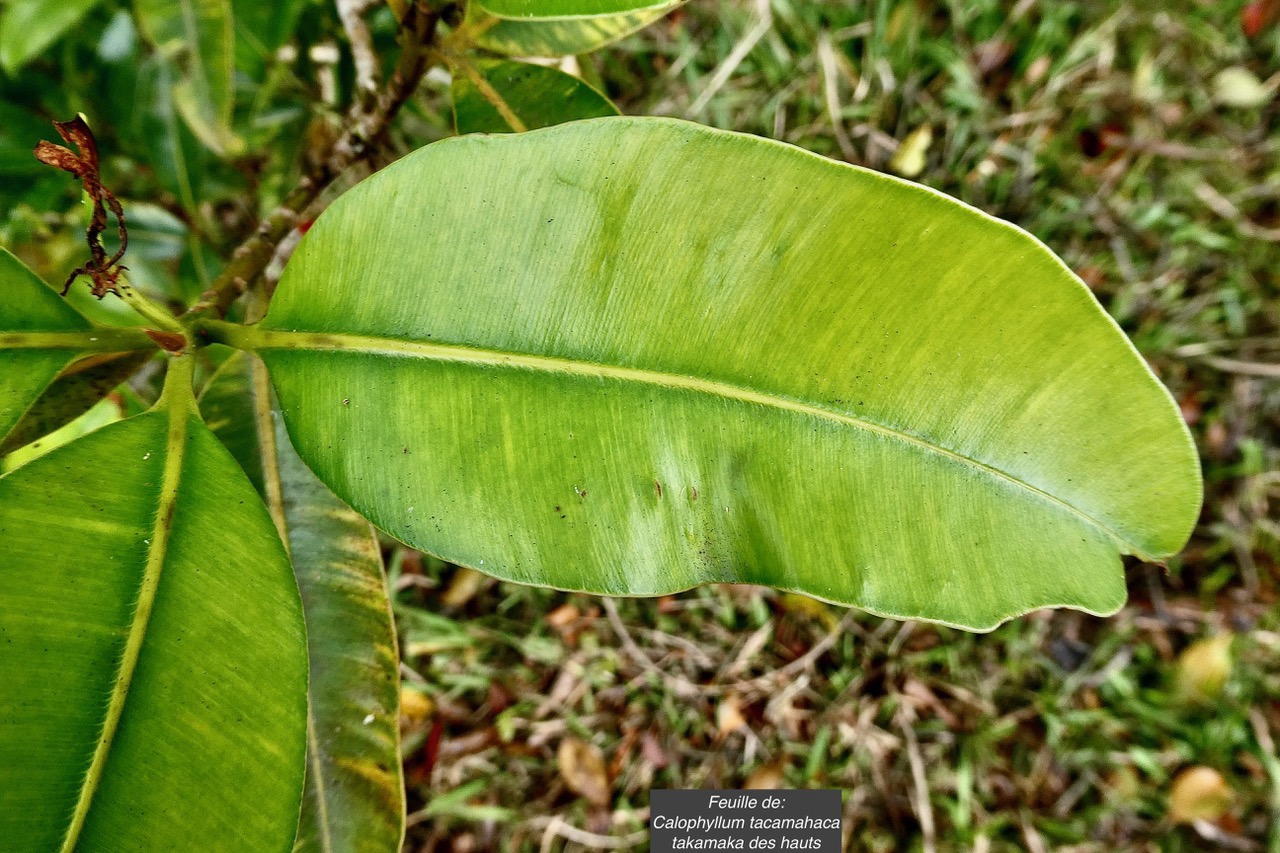 Calophyllum tacamahaca .takamaka.takamaka des hauts.clusiaceae .endémique Réunion Maurice (1).jpeg