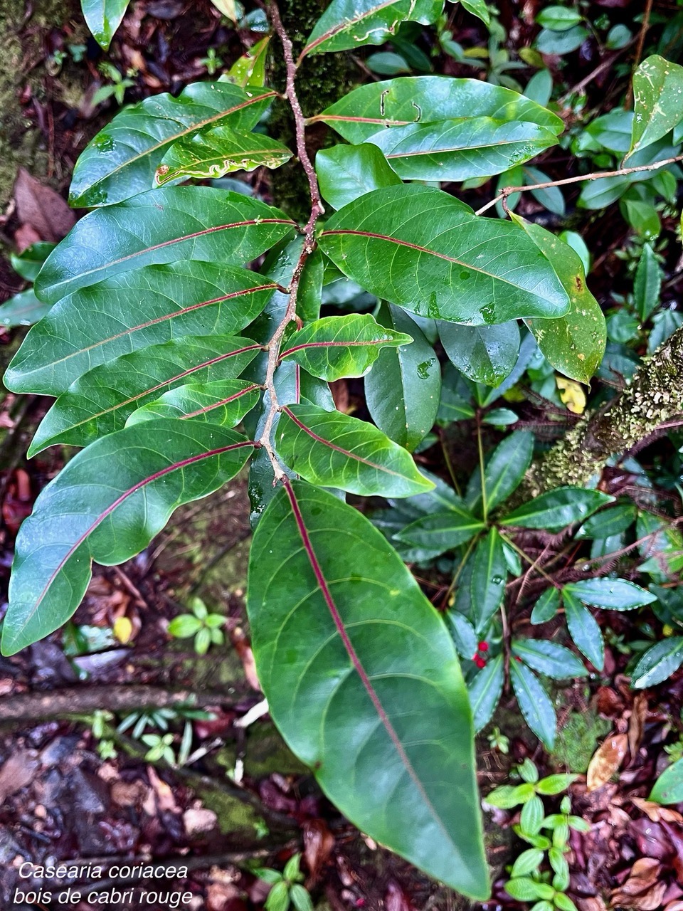 Casearia coriacea .bois de cabri rouge.salicaceae.endémique Réunion Maurice..jpeg