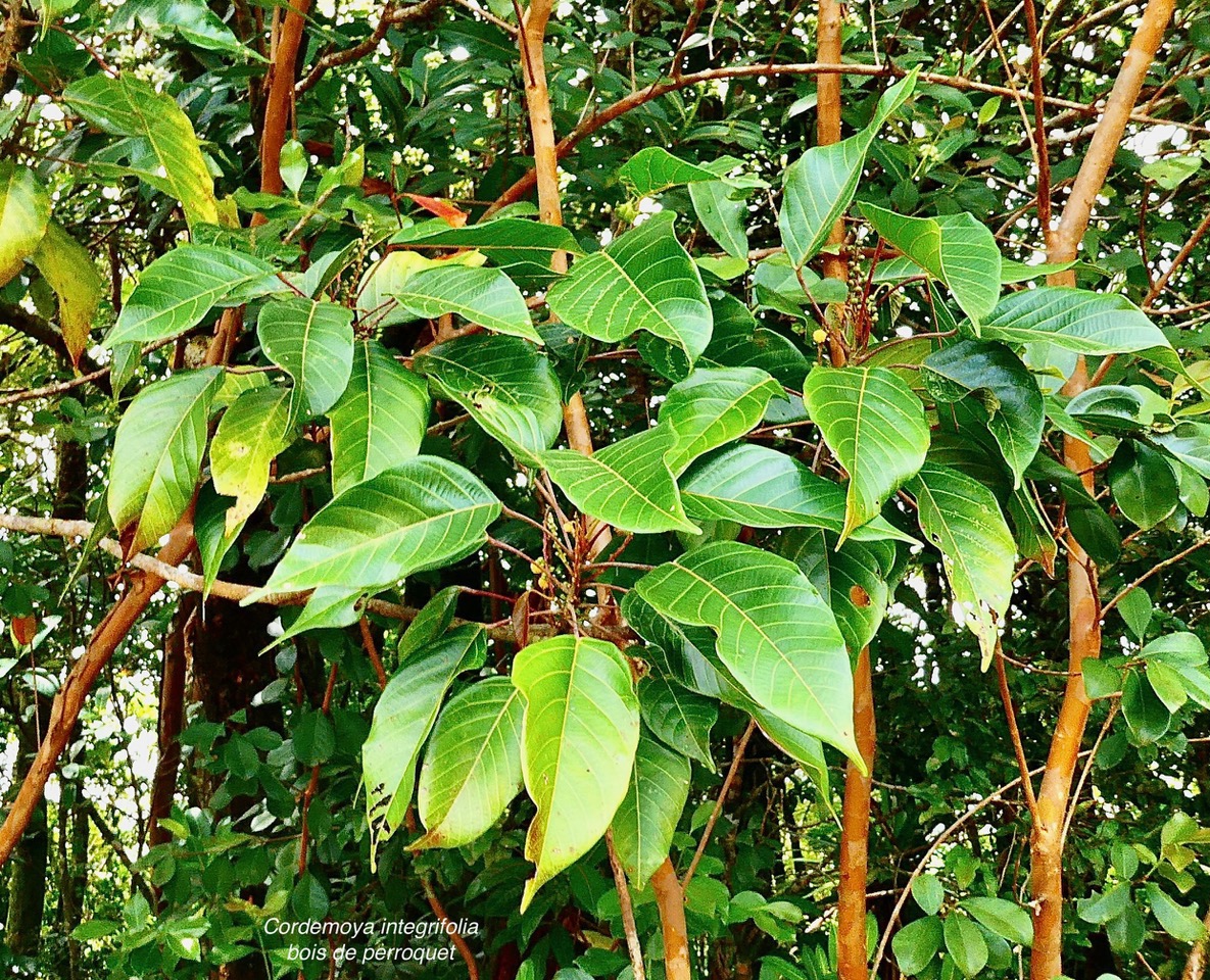 Cordemoya integrifolia.( Hancea integrifolia )  Bois de  perroquet.euphorbiaceae .endémique Réunion Maurice.jpeg