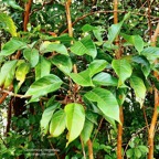 Cordemoya integrifolia.( Hancea integrifolia )  Bois de  perroquet.euphorbiaceae .endémique Réunion Maurice.jpeg