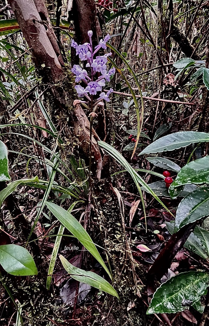 Cynorkis squamosa.(Cynorkis calcarata dans nouvelle flore des Mascareignes )orchidaceae.endémique Réunion Maurice. (1).jpeg