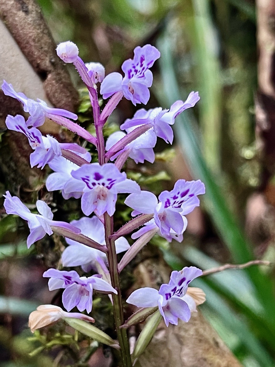 Cynorkis squamosa.(Cynorkis calcarata dans nouvelle flore des Mascareignes )orchidaceae.endémique Réunion Maurice..jpeg