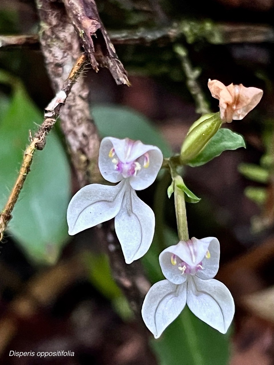 Disperis oppositifolia.( avec fruit en formation ) orchidaceae.endémique Madagascar. Comores. Mascareignes..jpeg