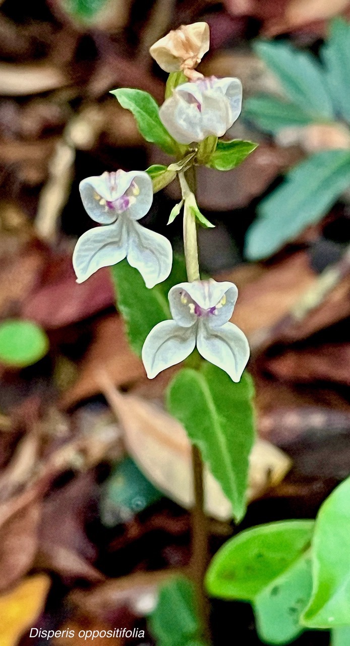 Disperis oppositifolia.orchidaceae.endémique Madagascar. Comores. Mascareignes. (2).jpeg