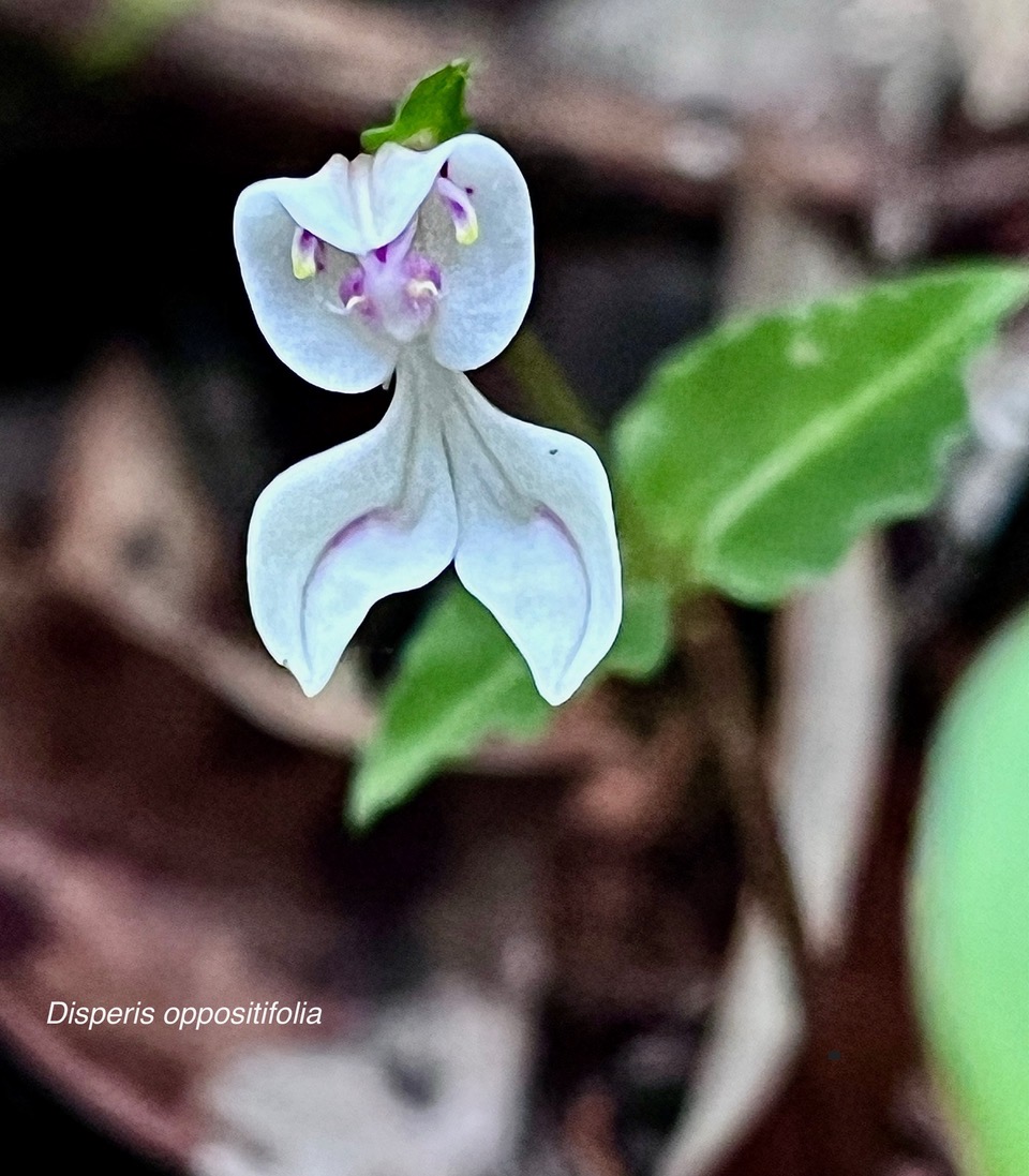 Disperis oppositifolia.orchidaceae.endémique Madagascar. Comores. Mascareignes..jpeg