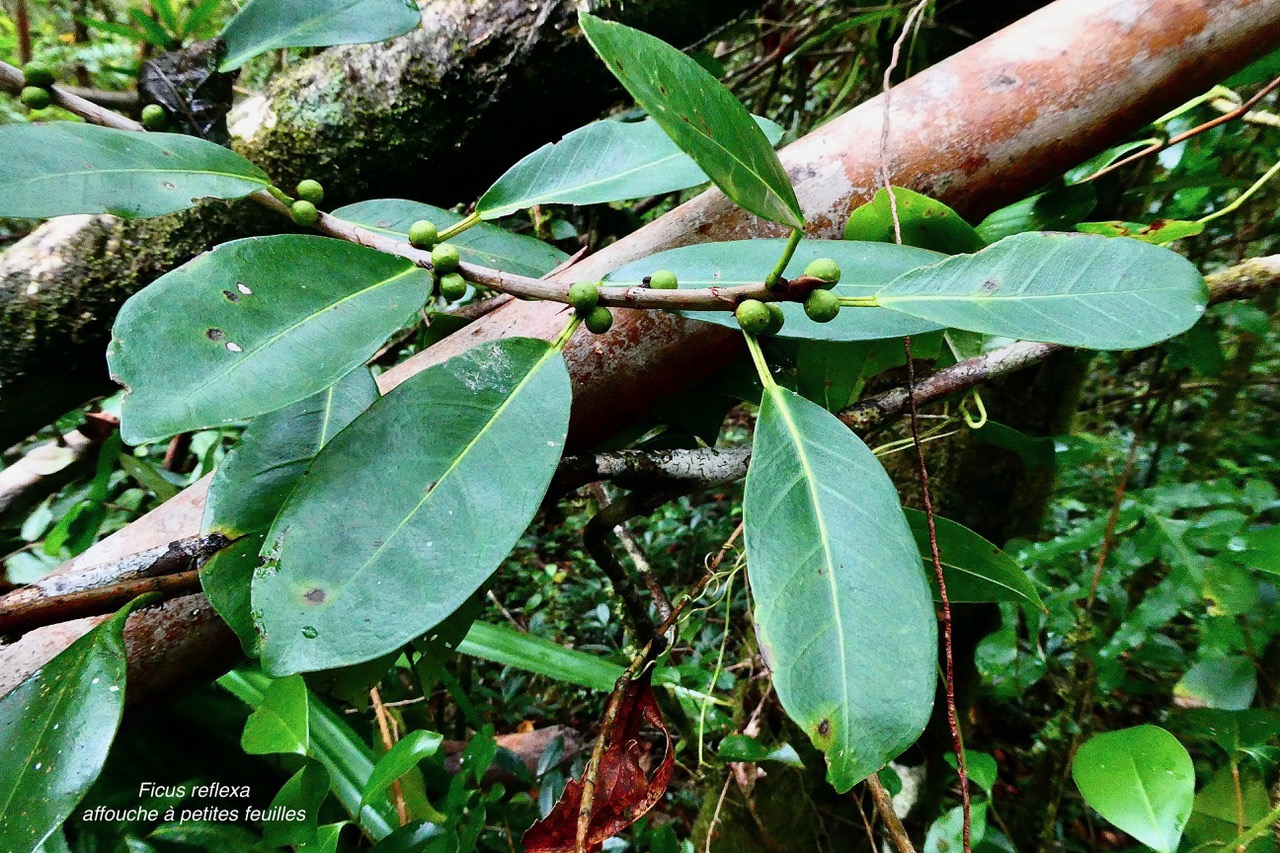 Ficus reflexa.affouche à petites feuilles.Ti l ‘affouche.moraceae.endémique Madagascar,Seychelles et Mascareignes..jpeg