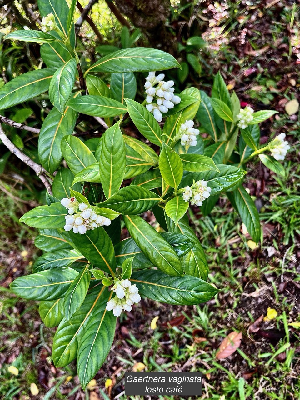 Gaertnera vaginata. losto café  rubiaceae.endémique  Réunion (1).jpeg