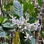 Gaertnera vaginata. losto café  rubiaceae.endémique  Réunion.jpeg