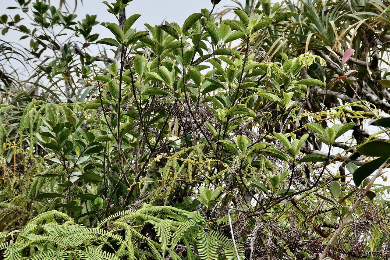 Geniostoma borbonicum  Bois de piment  bois de rat. loganiaceae endémique Réunion Maurice.parmi les Dicranopteris linearis.glecheniaceae.indigène Réunion.et les Pandanus montanus Bory. pimpin.vacoi des montagnes.pandanaceae.endémiq.jpeg