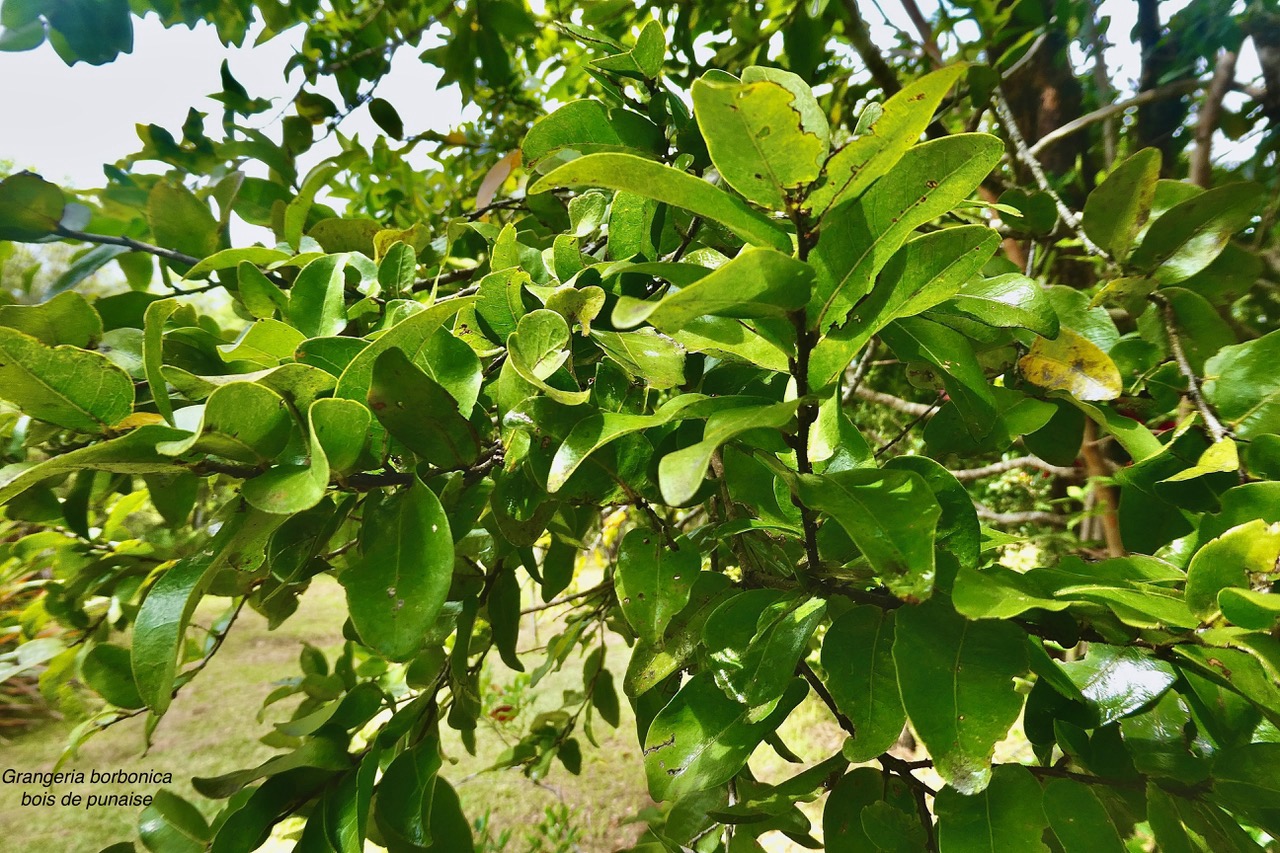 Grangeria borbonica.bois de punaise.( feuillage adulte )chrysobalanaceae.endémique Réunion Maurice .,.jpeg