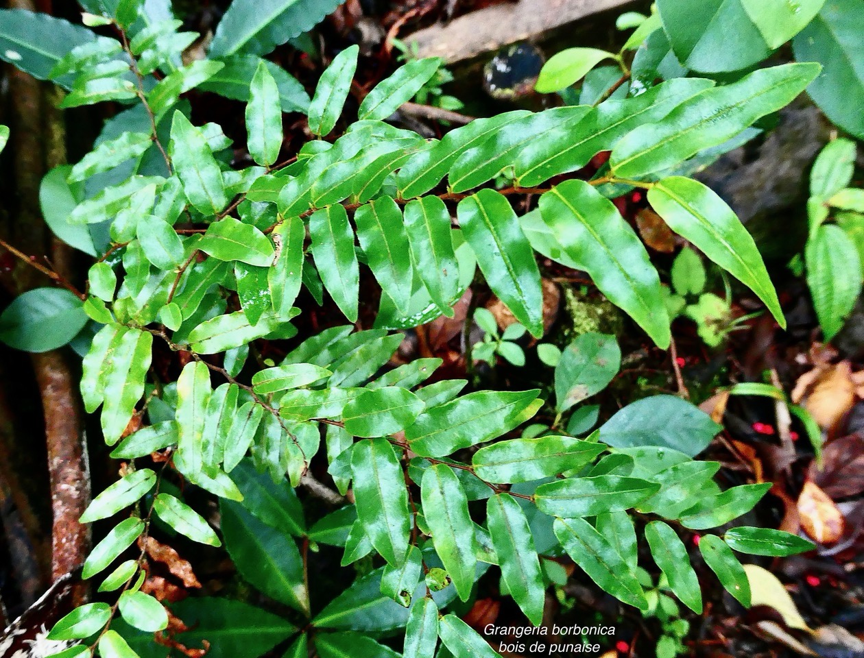 Grangeria borbonica.bois de punaise.( feuillage d'un jeune individu )chrysobalanaceae.endémique Réunion Maurice .,.jpeg