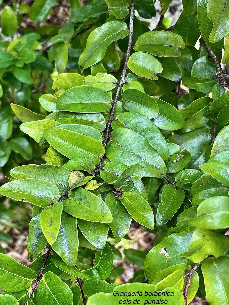 Grangeria borbonica.bois de punaise.chrysobalanaceae.endémique Réunion Maurice .,.jpeg