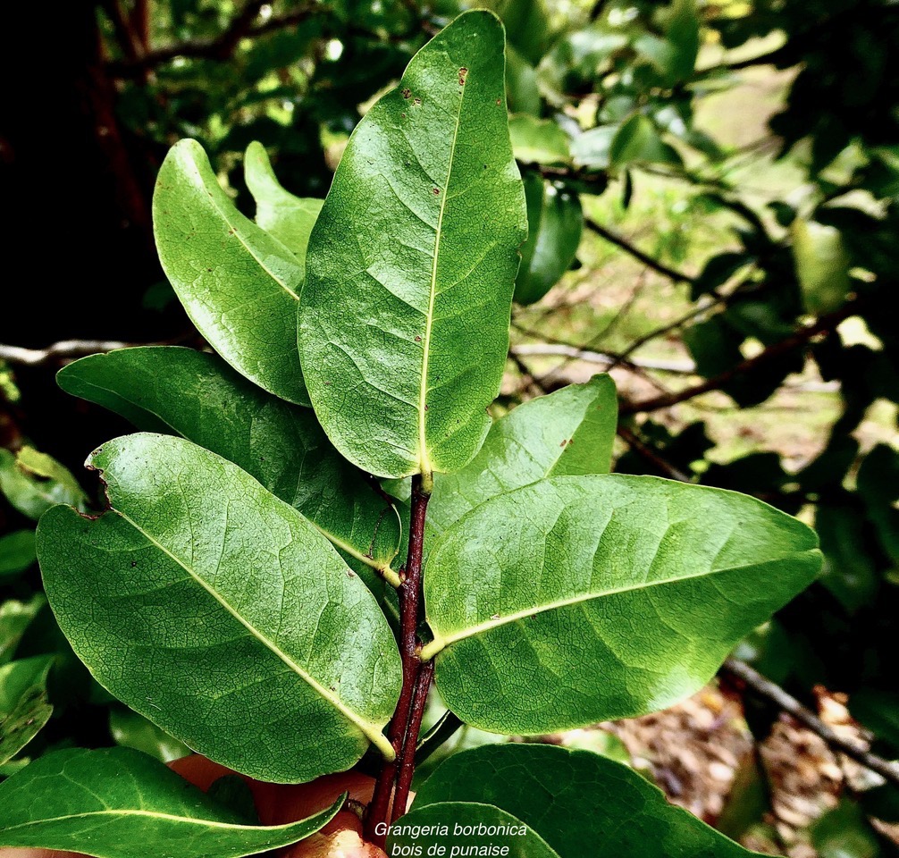 Grangeria borbonica.bois de punaise.nervation des feuilles en face inférieure).chrysobalanaceae.endémique Réunion Maurice .,.jpeg