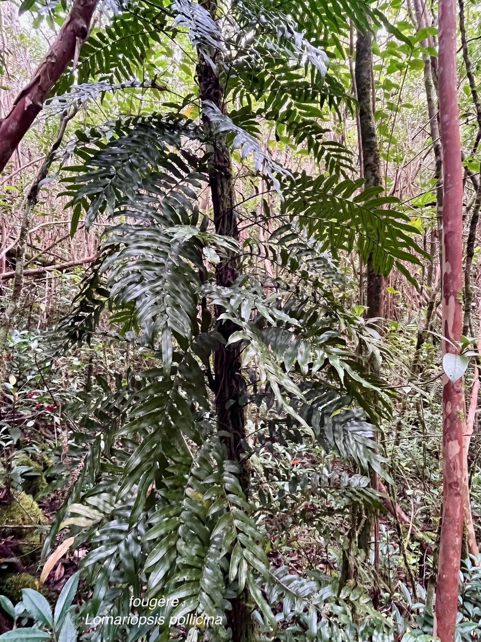 Lomariopsis pollicina.lomariopsidaceae.endémique Madagascar Mascareignes..jpeg