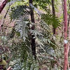 Lomariopsis pollicina.lomariopsidaceae.endémique Madagascar Mascareignes..jpeg