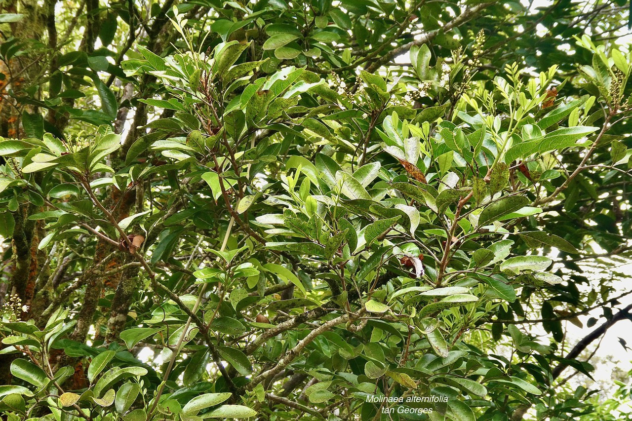 Molinaea alternifolia  Tan Georges.sapindaceae.endémique Réunion Maurice. (1).jpeg