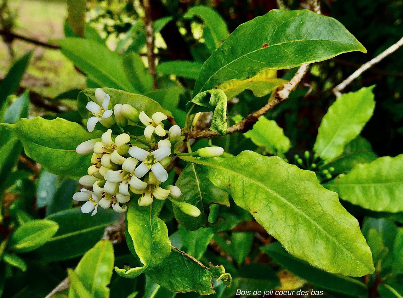 Pittosporum senacia subsp senacia.bois de joli coeur des bas.pittosporaceae.endémique Réunion Maurice..jpeg