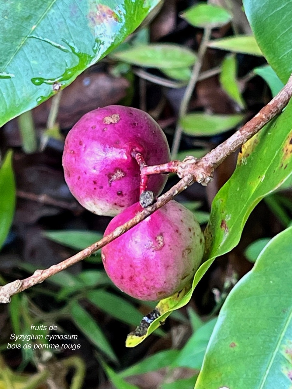 Syzygium cymosum .Bois de pomme rouge.( fruits ) myrtaceae.endémique Réunion Maurice..jpeg