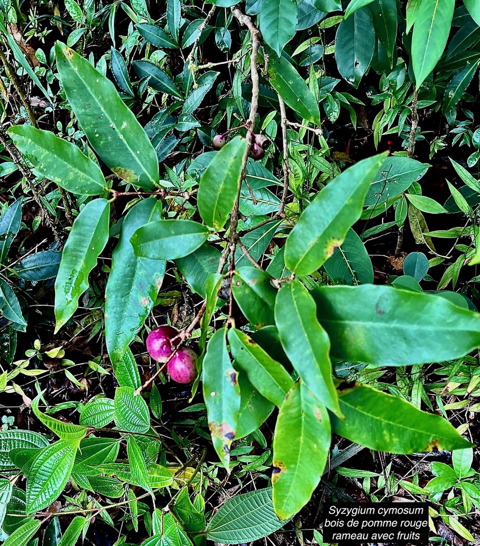 Syzygium cymosum .Bois de pomme rouge.myrtaceae.endémique Réunion Maurice. (1).jpeg