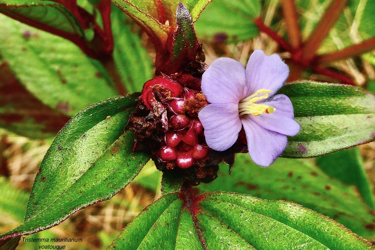 Tristemma mauritianum. voatouque.melastomataceae.indigène Réunion..jpeg