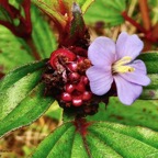 Tristemma mauritianum. voatouque.melastomataceae.indigène Réunion..jpeg