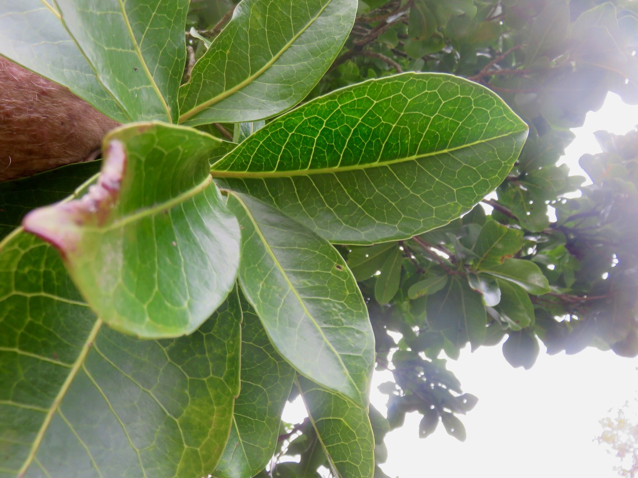 8. Feuille Homalium paniculatum - Corce blanc - Salicacée.jpeg