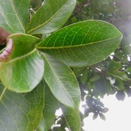 8. Feuille Homalium paniculatum - Corce blanc - Salicacée.jpeg