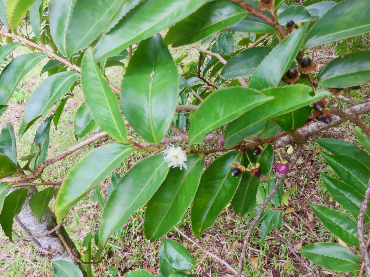 10. Fleur fruits juvénile Aphloia theiformis - Change-écorce - APHLOIACEE IMG_4620.JPG.jpeg