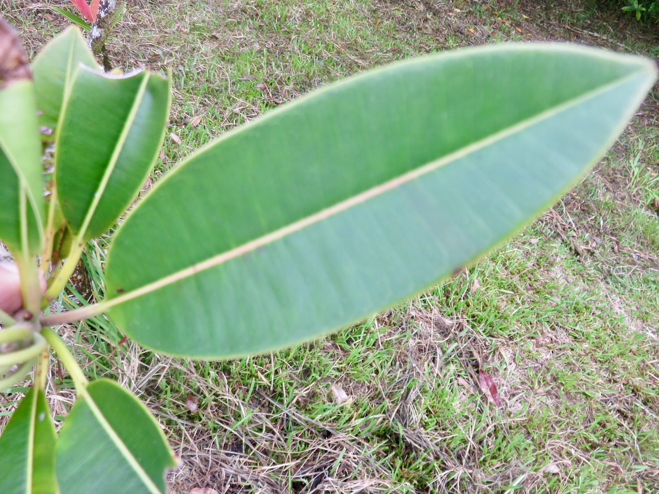 14. Feuille de Labourdonnaisia calophylloides - Petit natte - Sapotacée - BM (fiche maître)IMG_4626.JPG.jpeg