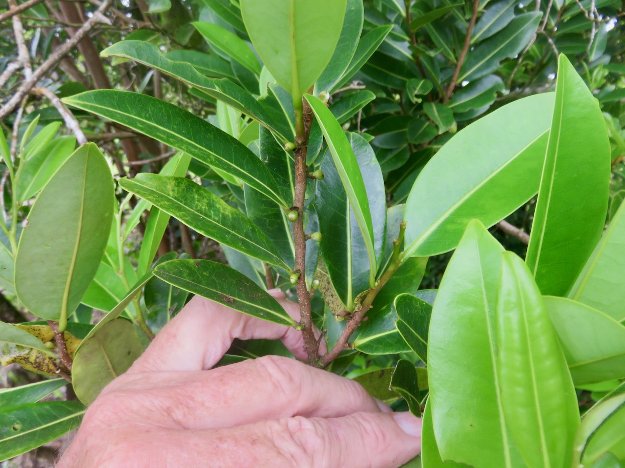 15. Jeunes ??? fruits de Xylopia richardii - Bois de banane - Annonacée - BIMG_4624.JPG.jpeg