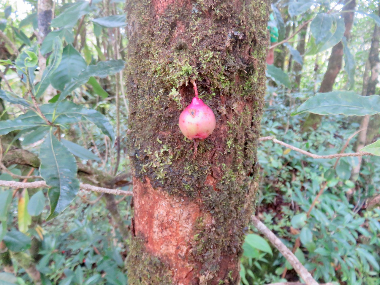 18. Fruit Syzygium cymosum - Bois de pomme rouge - Myrtacée - B IMG_4630.JPG.jpeg