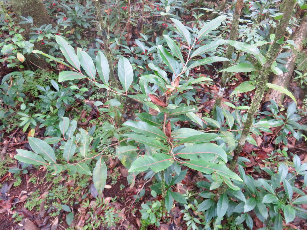 20. Casearia coriacea - Bois de cabri rouge - Flacourtiaceae.jpeg