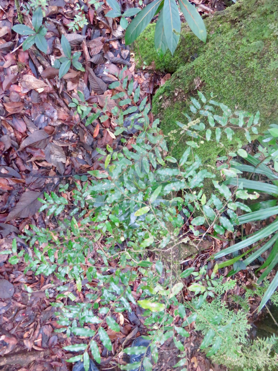 22. Grangeria borbonica - Bois de punaise ; Bois de balai ; Bois de buis marron - Chrysobalanaceae -Mascar. (B, M).  IMG_4635.JPG.jpeg