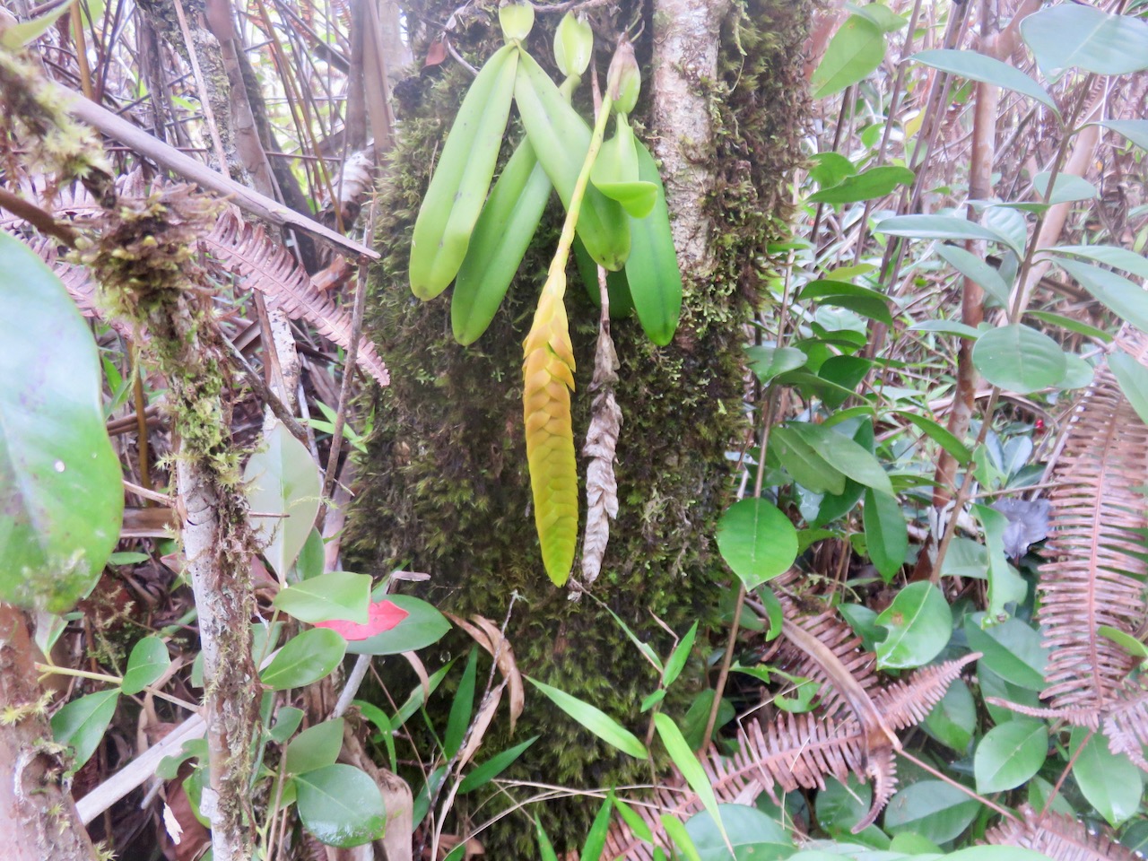 34. Bulbophyllum occultum EPIDENDROIDEAE indigene Reunion.jpeg