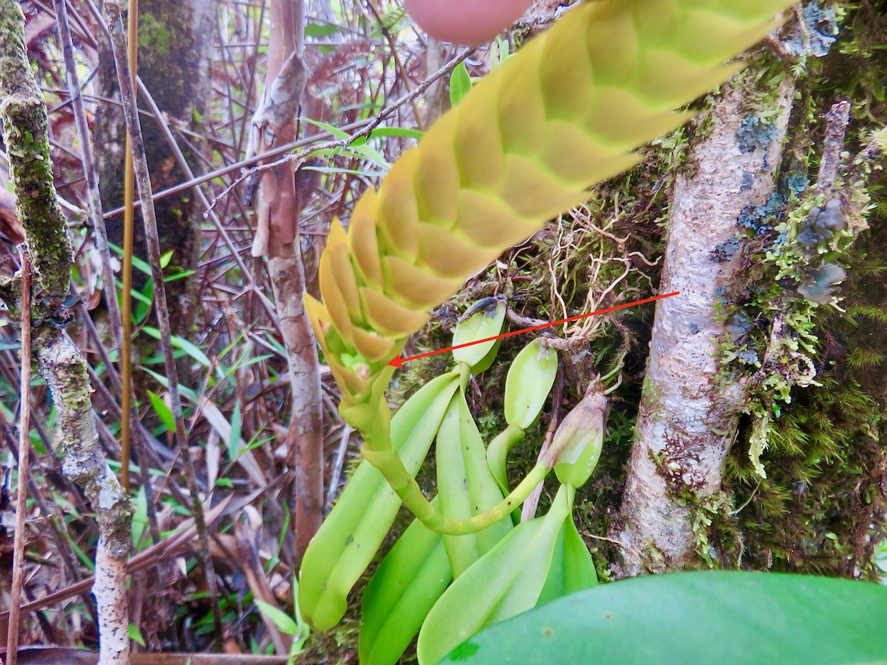 36. Bulbophyllum occultum EPIDENDROIDEAE ndigene Reunion.jpeg