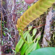 36. Bulbophyllum occultum EPIDENDROIDEAE ndigene Reunion.jpeg