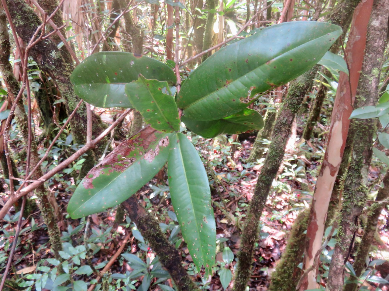 39. Syzygium cordemoyi - Bois de pomme à grandes feuilles - Myrtacée - B.jpeg