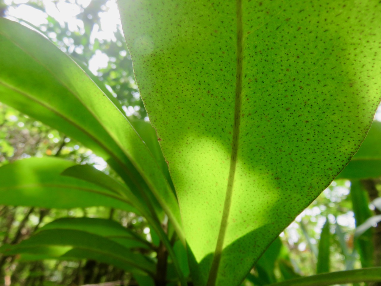 44. Feuille de Bois de savon.  Badula grammisticta  MG_4669.JPG.jpeg