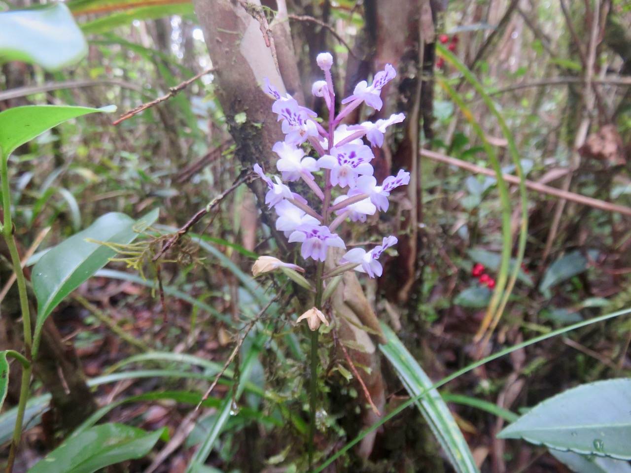 45. Cynorkis squamosa - Ø - Orchidaceae - Endémique Réunion Maurice.jpeg