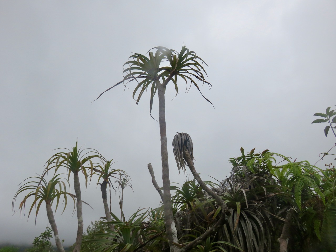 46. Pandanus ??? montanus IMG_4676.JPG.jpeg