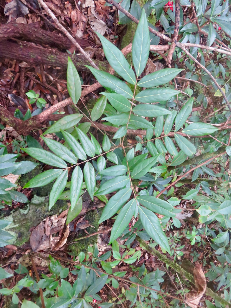 48. Cnestis glabra - Mafatamboa ou Mafatambois - Connaraceae  - indig ène Réunion, Maurice existe à Madagascar IMG_4683.JPG.jpeg