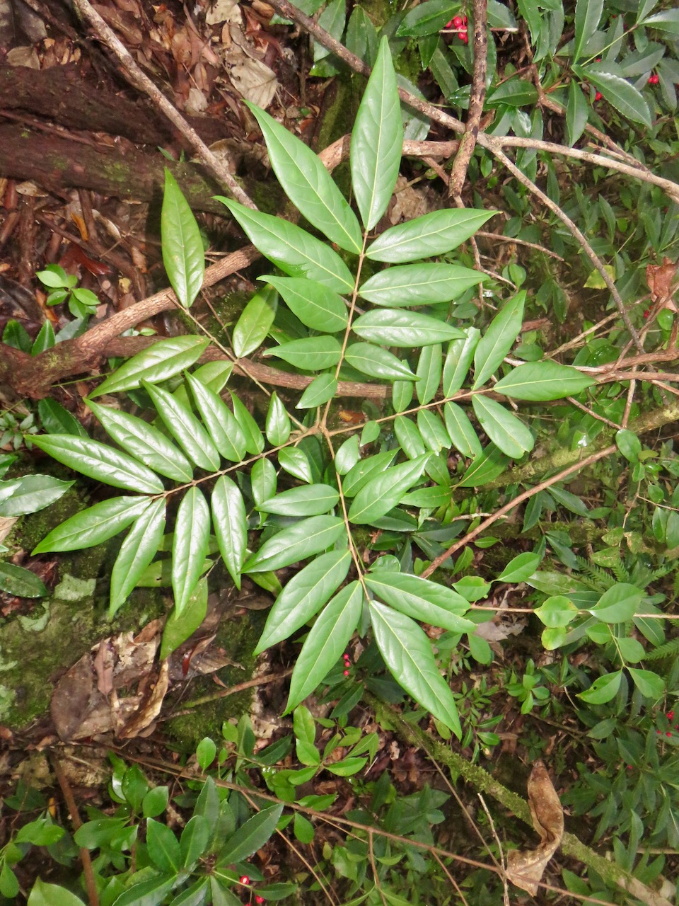 49. Cnestis glabra - Mafatamboa ou Mafatambois - Connaraceae  - indig ène Réunion, Maurice existe à Madagascar IMG_4682.JPG.jpeg