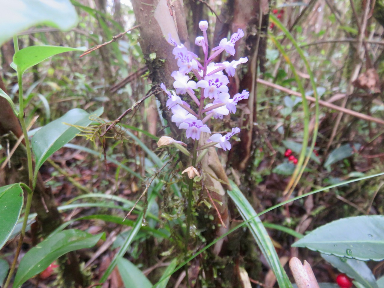 51. Cynorkis squamosa (Poir.) Lindl. - Ø - Orchidaceae - Endémique Réunion et île Maurice IMG_4680.JPG.jpeg