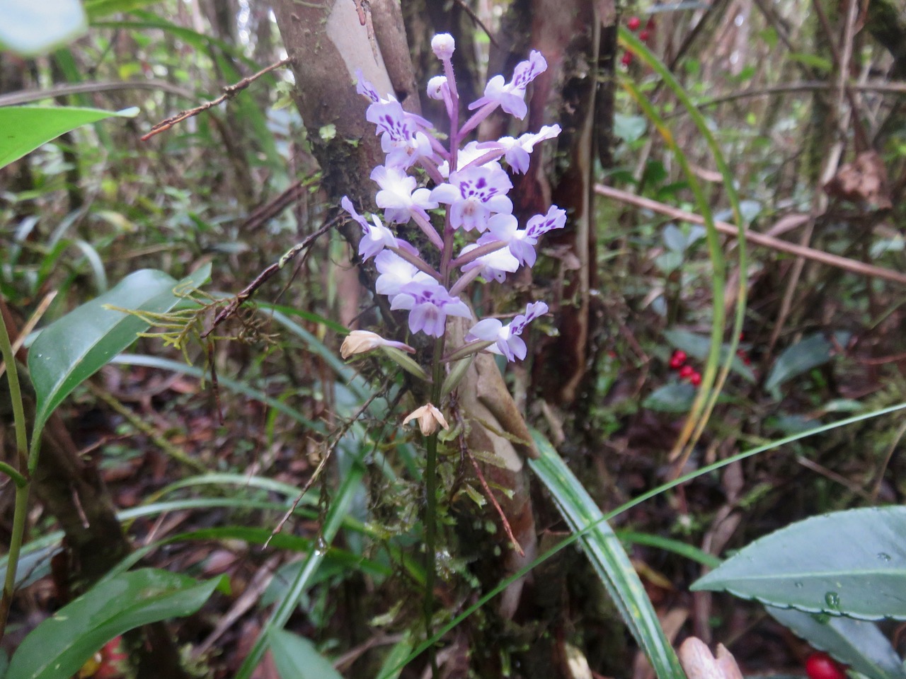 52. Cynorkis squamosa (Poir.) Lindl. - Ø - Orchidaceae - Endémique Réunion et île Maurice IMG_4679.JPG.jpeg