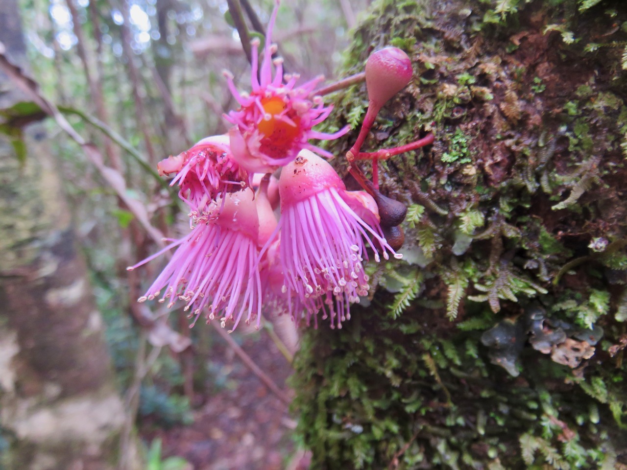 54. Syzygium cymosum - Bois de pomme rouge - Myrtacée - B.jpeg