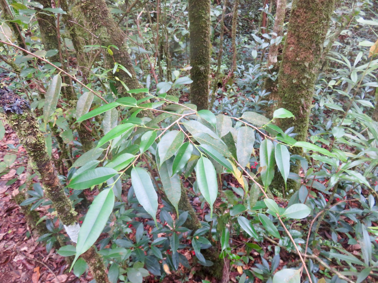 56.  Maillardia borbonica - Bois de sagaie ou  Bois de maman - MORAC.  endémique   IMG_4692.JPG.jpeg