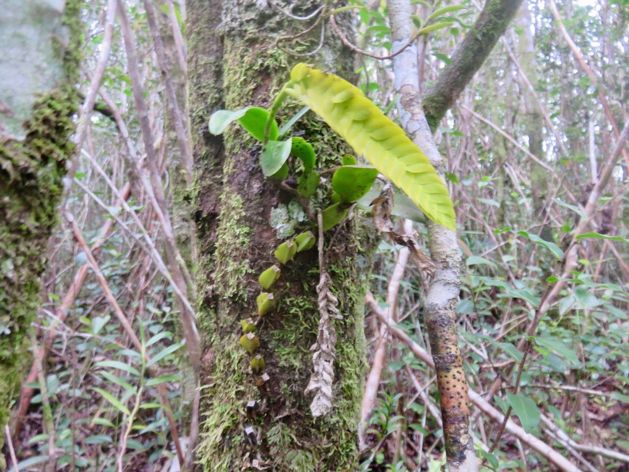 57. Bulbophyllum occultum EPIDENDROIDEAE ndigene Reunion IMG_4691.JPG.jpeg